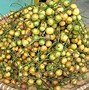 Apa Nama Buah Dari Huruf R