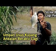 Mancing Ikan Patin Pakai Usus Ayam Berapa